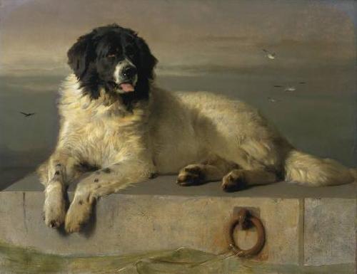 Landseer, Edwin Henry A Distinguished Member of the Humane Society oil painting image